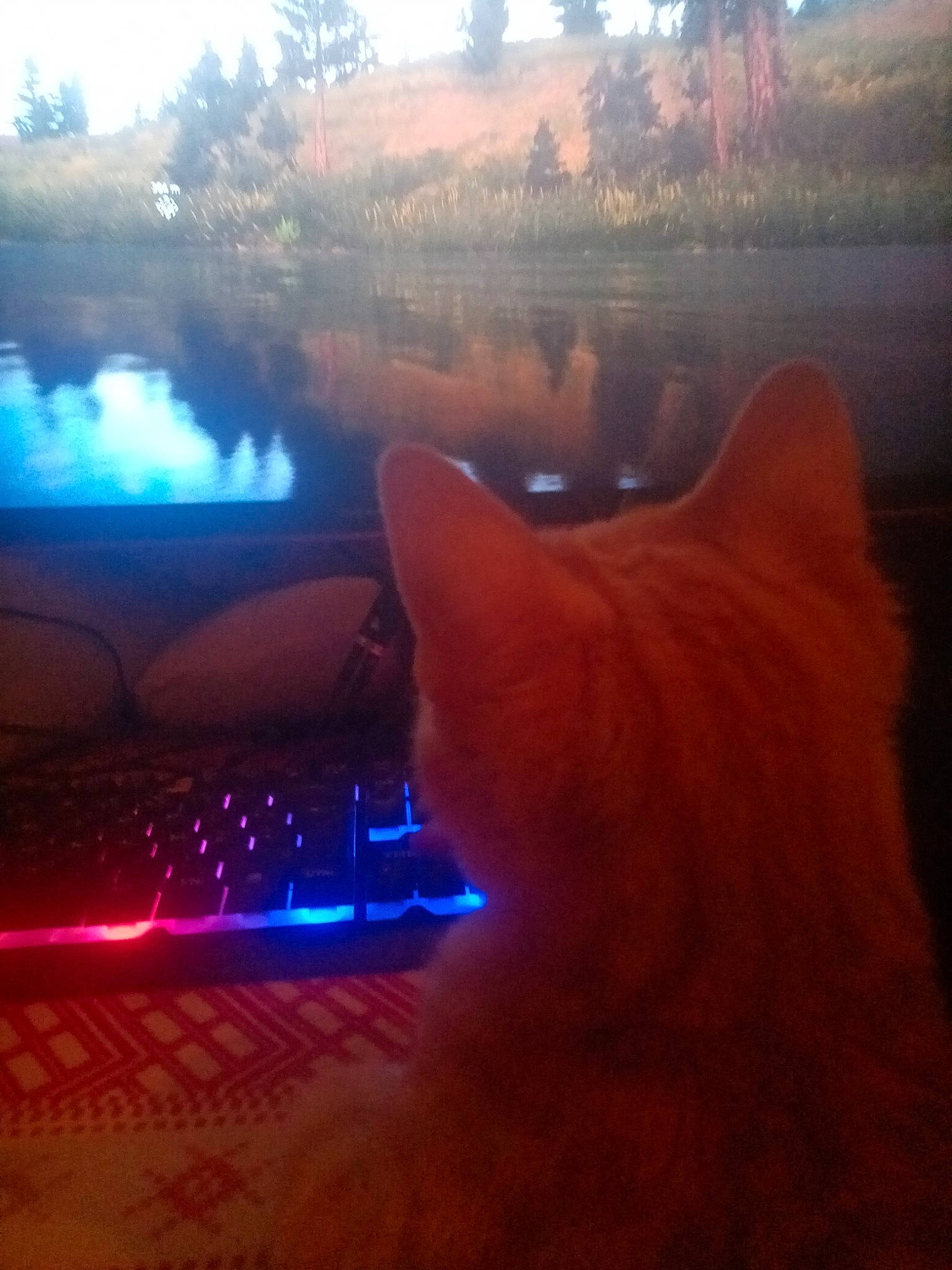 White participe au concours pour gagner de l'argent avec cette photo : atmospheric_phenomenon, automotive_lighting, carnivore, cat, felidae, grass, light, morning, plant, sky, small_to_medium_sized_cats, snout, sunlight, tail, tints_and_shades, tree, water, whiskers, window, wood