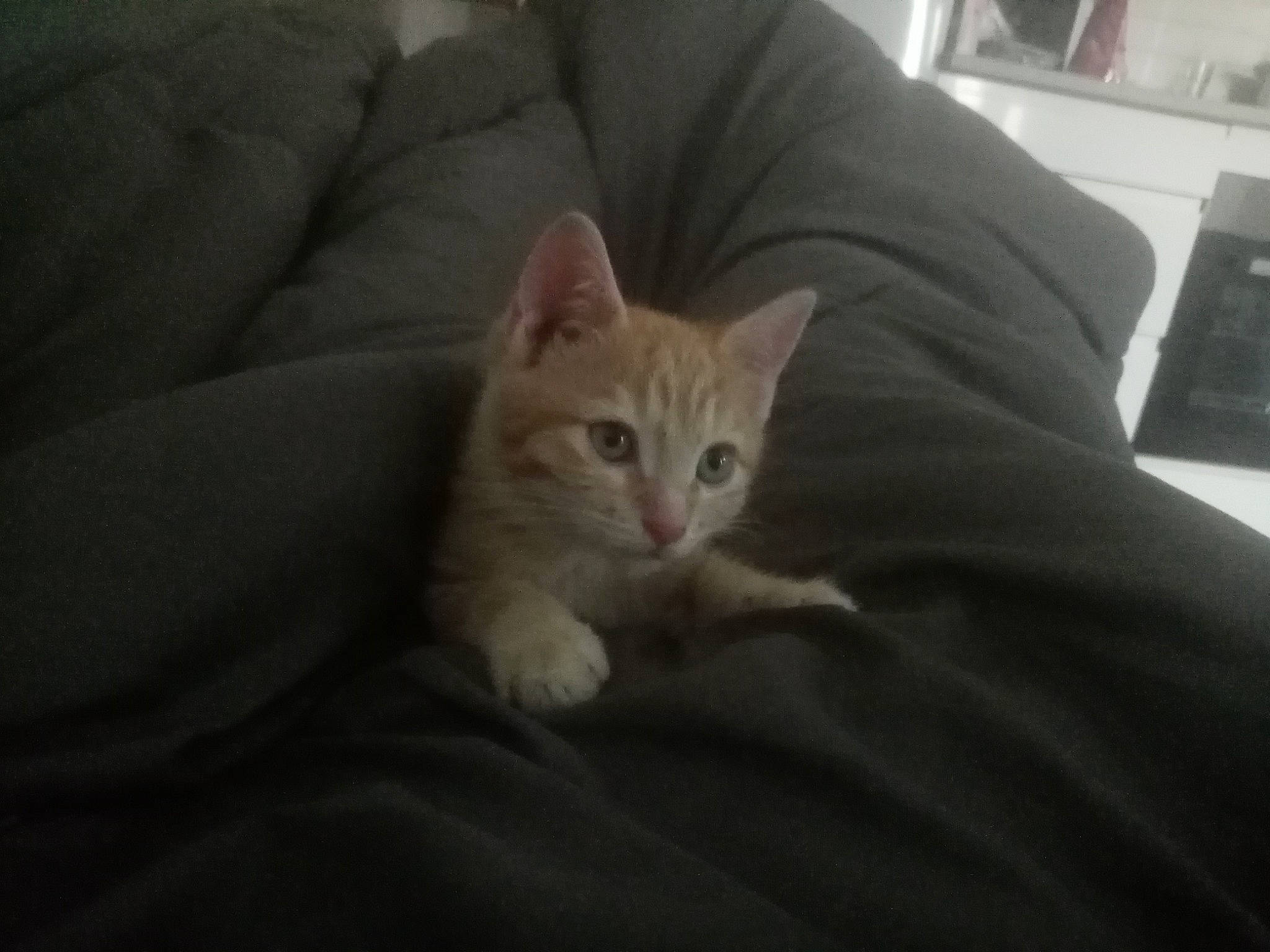 White a rejoint le concours — aidez-le/la à gagner de superbes lots ! bed, carnivore, cat, comfort, couch, domestic_short_haired_cat, fawn, felidae, fur, hardwood, linens, paw, picture_frame, room, sitting, small_to_medium_sized_cats, snout, tail, whiskers, wood