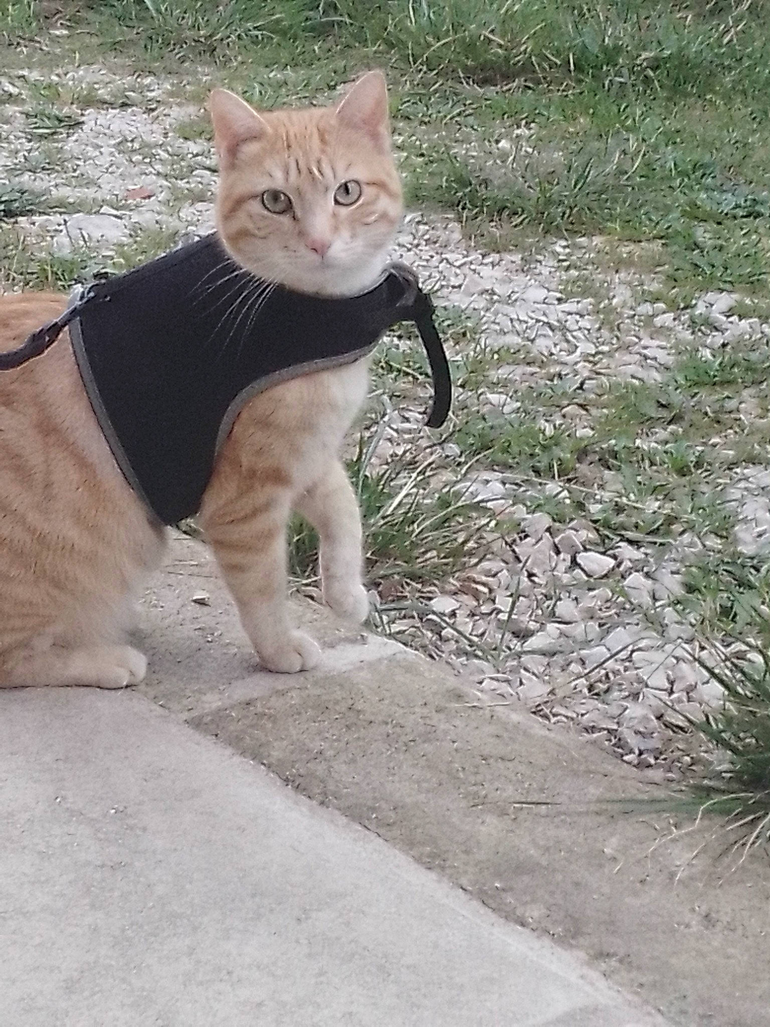 White a rejoint le concours — aidez-le/la à gagner de superbes lots ! asphalt, canidae, carnivore, cat, collar, domestic_short_haired_cat, fawn, felidae, fur, grass, leash, paw, plant, road_surface, small_to_medium_sized_cats, snout, tail, terrestrial_animal, whiskers, wildlife