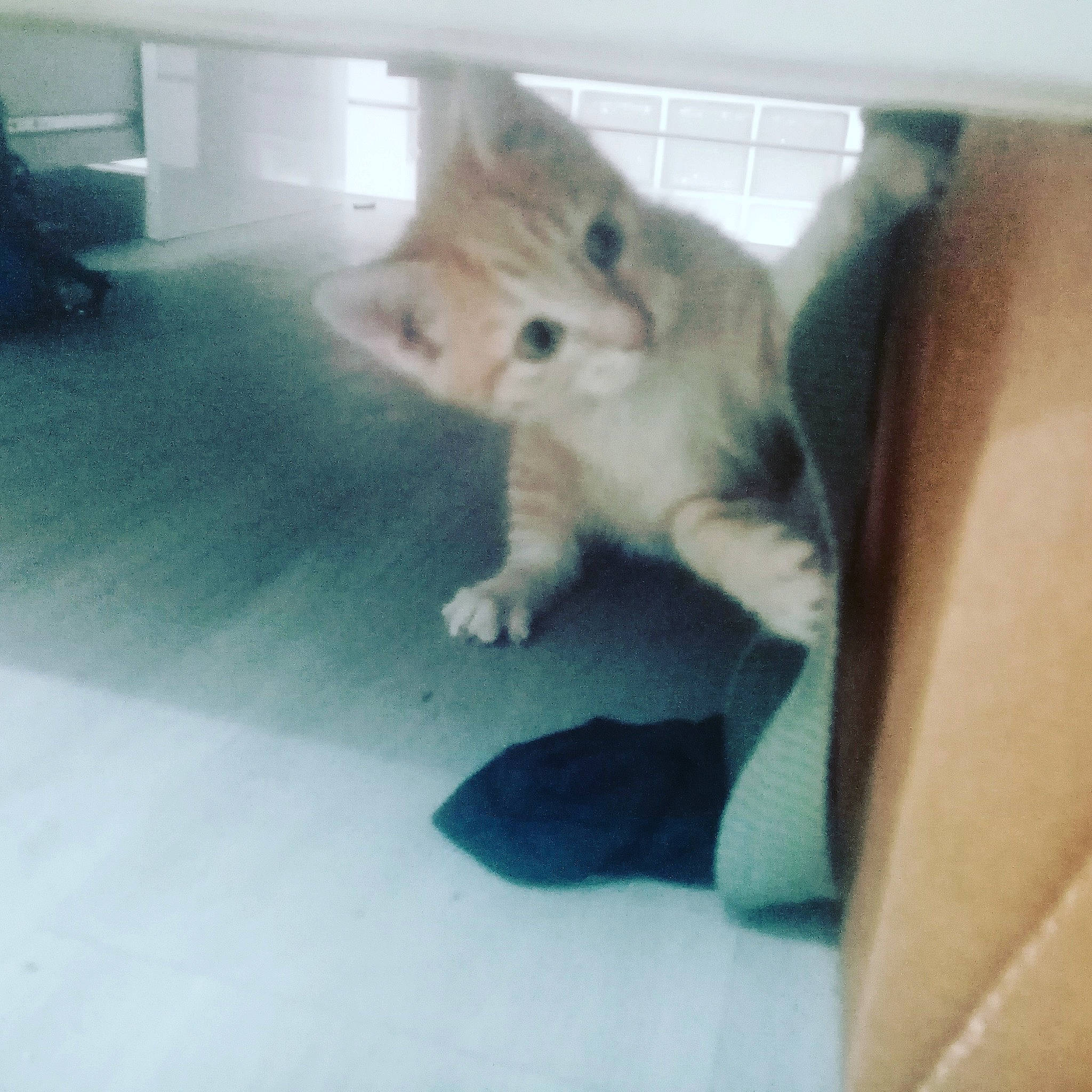 White a rejoint le concours — aidez-le/la à gagner de superbes lots ! canidae, carnivore, cat, comfort, companion_dog, dog_breed, domestic_short_haired_cat, fawn, felidae, floor, flooring, fur, paw, photo_caption, small_to_medium_sized_cats, snout, square, tail, whiskers