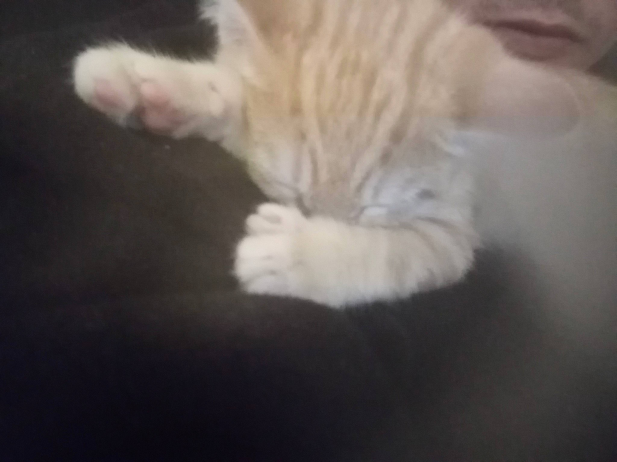 White participe au concours pour gagner de l'argent avec cette photo : carnivore, cat, claw, dog_breed, felidae, fur, paw, small_to_medium_sized_cats, snout, tail, terrestrial_animal, whiskers