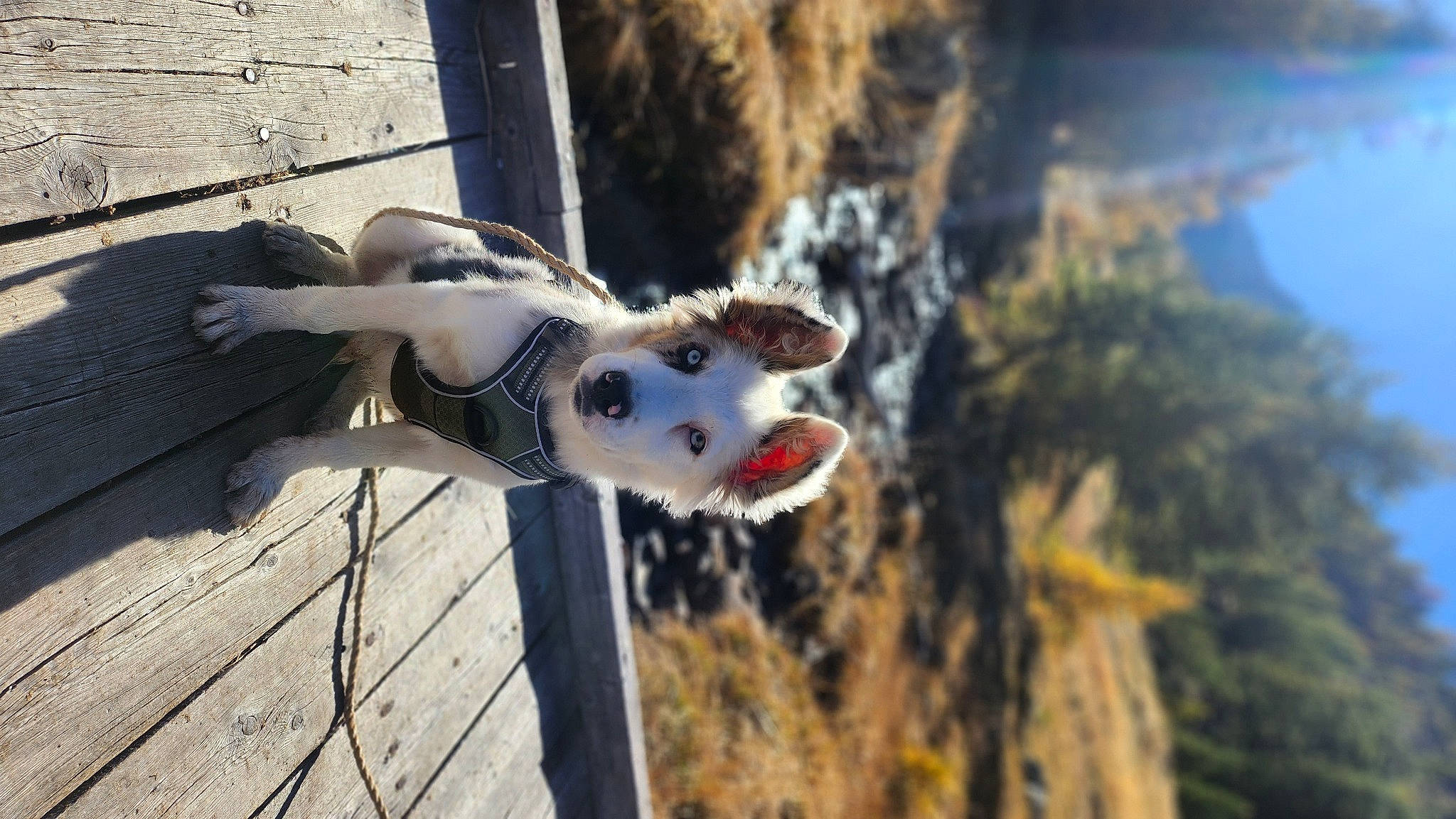 Hulk a rejoint le concours — aidez-le/la à gagner de superbes lots ! canidae, dog, dog_breed, eye, eyewear, fashion_accessory, fawn, fence, fur, happy, head, plant, sky, smile, snout, sporting_group, toy, tree, winter, wood