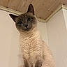 Grisouille participe au concours pour gagner de l'argent avec cette photo : cat, siamese_cat, pet, animal, indoor, wooden_ceiling, white_wall, curious, sitting, fur, tail, ears, whiskers, soft_surface, domestic_animal, feline, close_up, looking_down, cozy, home