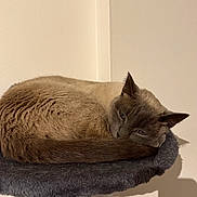 Grisouille participe au concours pour gagner de l'argent avec cette photo : cat, sleeping, cat_tree, feline, pet, indoor, resting, fur, animal, cozy, beige_wall, soft, quiet, cute, calm, domestic_animal, whiskers, ears, tail, shadow