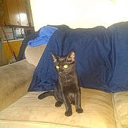 Pumpkins is registered to the contest to win money with this photo: animal, black_cat, blanket, blur, cat, couch, domestic_cat, ears, fur, furniture, home, indoor, kitchen, living_room, pet, sitting, sofa, tail, whiskers, yellow_eyes