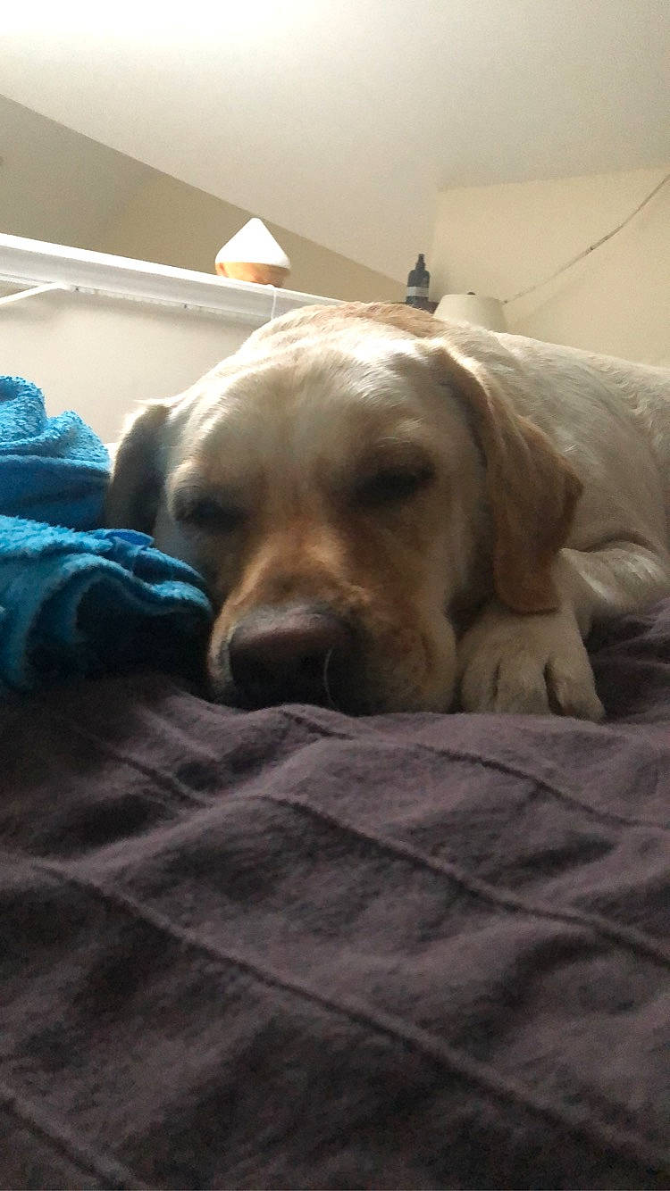 Duke is registered to the contest to win money with this photo: bed, bed_sheet, bedding, beige, canidae, carnivore, comfort, companion_dog, dog, dog_breed, dog_supply, fawn, labrador_retriever, linens, mammal, retriever, snout, sporting_group, whiskers, working_animal