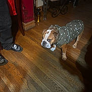 Hershey joined the competition — help win amazing prizes! bulldog, dog, pet, coat, clothing, indoor, wooden_floor, person, footwear, nike, slippers, shadow, furniture, metal_table, carpet, red_wall, flooring, home, domestic, animal