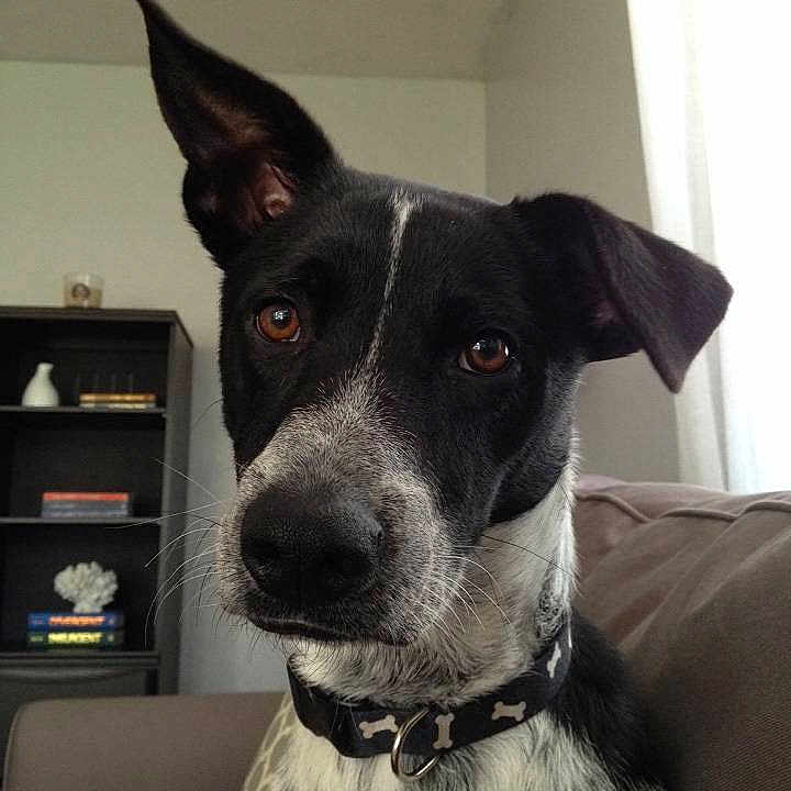 Loki