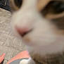 Oreo joined the competition — help win amazing prizes! cat, close_up, blurry, indoor, floor, person, leg, paw, animal, pet, feline, tabby, white, brown, pink_nose, fur, whiskers, domestic, blur, out_of_focus