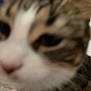 Oreo is registered to the contest to win money with this photo: cat, blur, close_up, feline, indoor, pet, animal, fur, whiskers, face, nose, eye, tabby, domestic_cat, muzzle, portrait, cute, soft_focus, background, indistinct