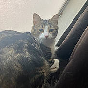Oreo is registered to the contest to win money with this photo: cat, tabby, white, fur, pet, indoors, window, curious, feline, animal, cozy, resting, whiskers, ears, paw, soft_light, looking, face, closeup, sitting