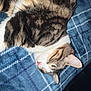 cat, tabby, sleeping, nap, pet, feline, fur, whiskers, pink_nose, ear, striped, closeup, indoor, blanket, plaid, blue, cozy, resting, animal, cute