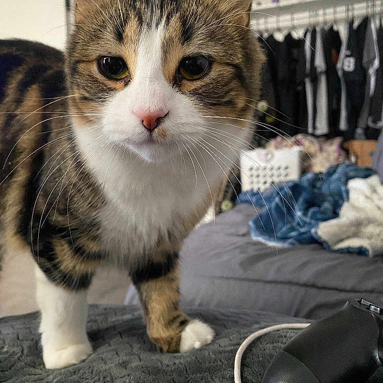 Oreo is registered to the contest to win money with this photo: animal, bedroom, blanket, cat, closeup, clothing, cozy, curious, domestic_cat, furniture, hanger, home, indoor, pet, pink_nose, soft, tabby_cat, texture, whiskers, white_paws