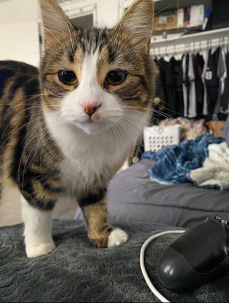 Oreo is registered to the contest to win money with this photo: cat, tabby_cat, white_paws, pink_nose, whiskers, indoor, bedroom, blanket, clothing, hanger, furniture, curious, pet, animal, closeup, domestic_cat, texture, soft, home, cozy