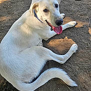 Bailey is registered to the contest to win money with this photo: dog, white_dog, animal, pet, outdoor, dirt, tongue_out, collar, canine, happy, lying_down, looking_up, sunlight, nature, ears, tail, fur, friendly, playful, mammal