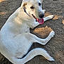 dog, white_dog, animal, pet, outdoor, dirt, tongue_out, collar, canine, happy, lying_down, looking_up, sunlight, nature, ears, tail, fur, friendly, playful, mammal