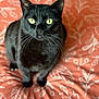 cat, black_cat, pet, animal, feline, green_eyes, bedspread, orange, pattern, leaf_pattern, indoor, curious, whiskers, sitting, close_up, fur, cozy, soft, domestic_animal, cute
