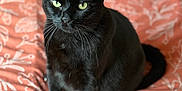 Dark joined the competition — help win amazing prizes! cat, black_cat, pet, animal, green_eyes, sitting, bedspread, orange, patterned, indoor, feline, whiskers, fur, looking, cozy, domestic, cute, portrait, closeup, relaxed