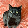 black_cat, cat, pet, animal, feline, yellow_eyes, whiskers, fur, indoor, blanket, orange_blanket, pattern, leaf_pattern, close_up, portrait, curious, sitting, soft_focus, cozy, domestic_animal