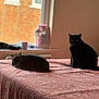 cat, bed, window, indoor, sleeping, sitting, black_cat, tabby_cat, feline, pet, cozy, patterned_bedspread, home, animal, resting, fur, domestic_cat, curled_up, alert, soft_light