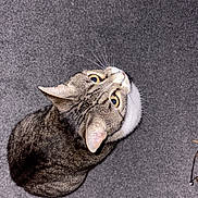 Maya joined the competition — help win amazing prizes! cat, tabby, pet, animal, looking_up, carpet, indoor, whiskers, ears, eyes, fur, domestic_cat, floor, black_socks, curious, sitting, cute, mammal, feline, household