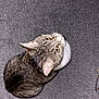 cat, tabby, pet, animal, looking_up, carpet, indoor, whiskers, ears, eyes, fur, domestic_cat, floor, black_socks, curious, sitting, cute, mammal, feline, household