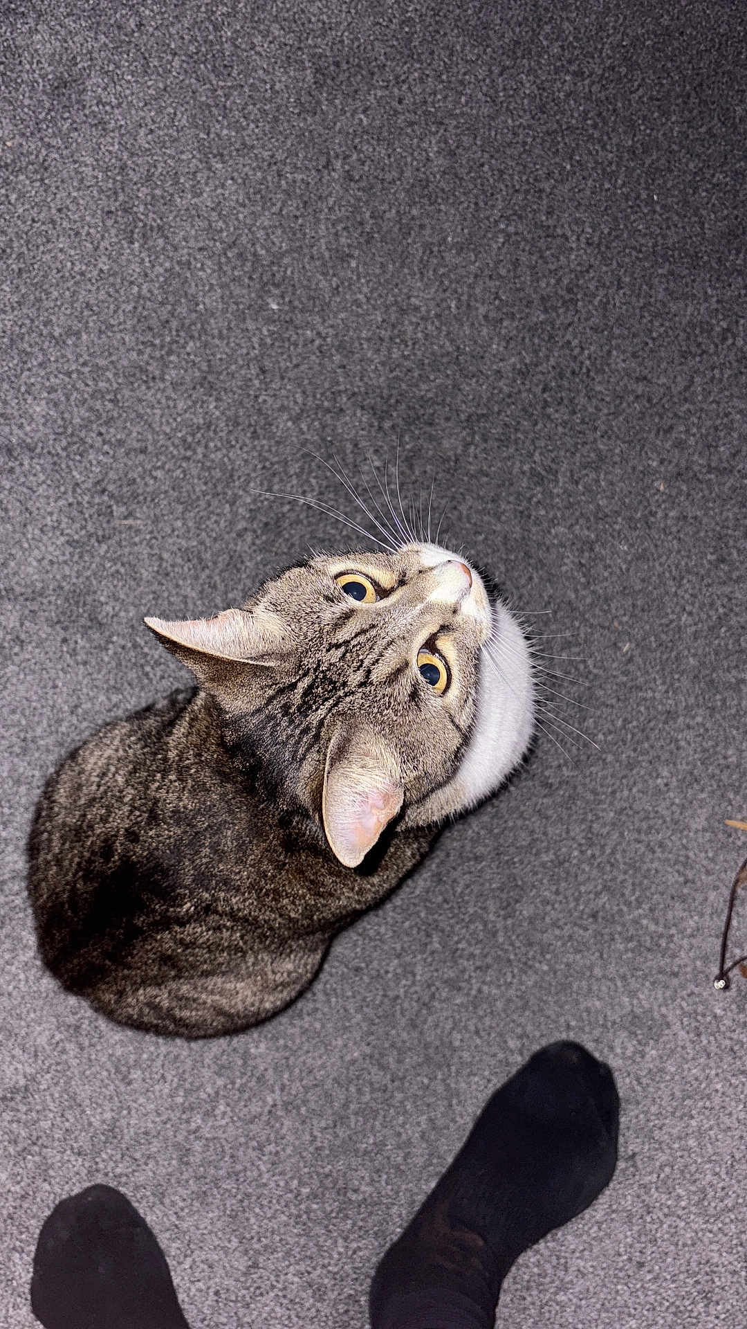 Maya