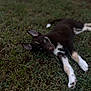 puppy, dog, grass, outdoor, animal, pet, lying_down, blue_eyes, fur, nature, young, cute, relaxed, ears, snout, paw, canine, mammal, summer, daylight