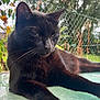 black_cat, cat, animal, pet, outdoor, glass_table, relaxed, feline, whiskers, nature, greenery, sunlight, closeup, portrait, resting, garden, fence, daylight, peaceful, domestic_animal