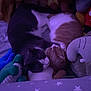 two_cats, snuggling, stuffed_animals, plush_toys, purple_light, bed, blanket, star_pattern, indoor, sleeping, pets, fur, animal, cozy, resting, cute, domestic_cat, soft_toys, comfort, close_up