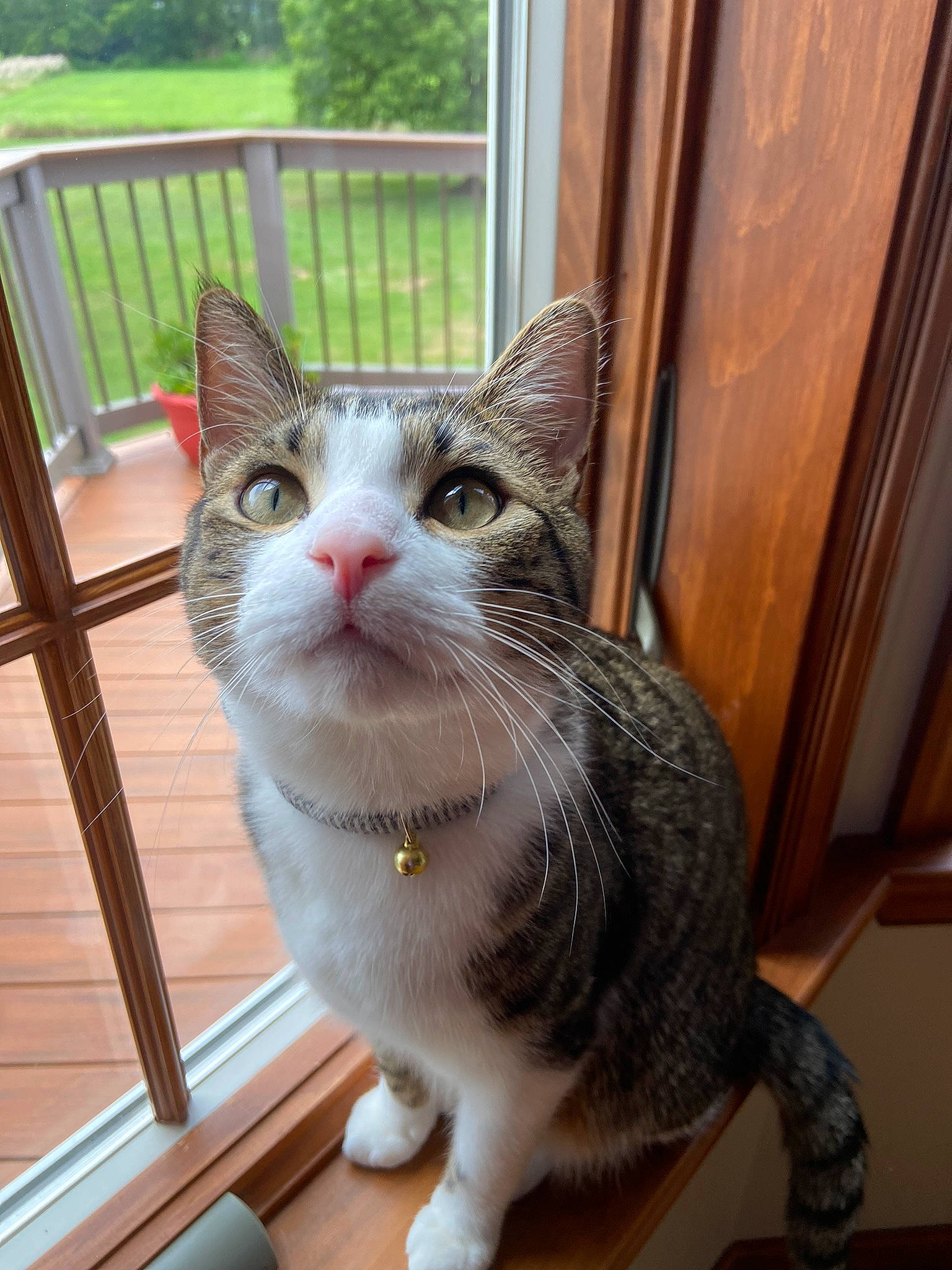 Franklin is registered to the contest to win money with this photo: carnivore, cat, domestic_short_haired_cat, door, eye, fawn, felidae, fixture, flooring, fur, head, paw, plant, porch, small_to_medium_sized_cats, snout, tail, whiskers, window, wood