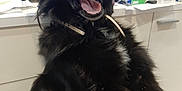Pepsy participe au concours pour gagner de l'argent avec cette photo : dog, black_dog, indoor, yawning, pet, fur, collar, household_items, television, cabinet, countertop, cleaning_products, white_patch, mouth_open, tongue, ears, sitting, domestic_animal, furniture, living_room