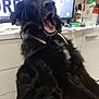 dog, black_dog, indoor, yawning, pet, fur, collar, household_items, television, cabinet, countertop, cleaning_products, white_patch, mouth_open, tongue, ears, sitting, domestic_animal, furniture, living_room