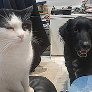 Pepsy a rejoint le concours — aidez-le/la à gagner de superbes lots ! cat, dog, indoor, pet, black_dog, white_cat, furniture, floor, happy_dog, close_up, blurry, household, electronics, cabinet, sitting, domestic_animal, companion, animal, black_and_white_cat, canine