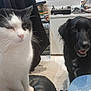 cat, dog, indoor, pet, black_dog, white_cat, furniture, floor, happy_dog, close_up, blurry, household, electronics, cabinet, sitting, domestic_animal, companion, animal, black_and_white_cat, canine