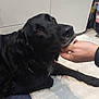 Pepsy participe au concours pour gagner de l'argent avec cette photo : dog, black_dog, pet, indoor, floor, hand, human_hand, cabinet, home, animal, canine, fur, domestic, laying, comfort, touch, closeup, friendly, companion, relaxation