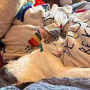 Goose joined the competition — help win amazing prizes! blanket, cat, close_up, comfort, cozy, cushion, domestic_animal, fabric, feline, gray_fur, home, indoor, napping, pet, relaxed, resting, sleeping, soft_texture, warm, white_fur