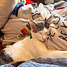blanket, cat, close_up, comfort, cozy, cushion, domestic_animal, fabric, feline, gray_fur, home, indoor, napping, pet, relaxed, resting, sleeping, soft_texture, warm, white_fur