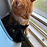 Milo is registered to the contest to win money with this photo: affection, black_cat, cat, closeup, companionship, cozy, cute, domestic, ears, feline, fur, hammock, indoor, natural_light, orange_cat, pets, resting, screen, whiskers, window