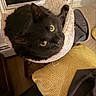 animal, black_cat, cat_bed, close_up, cozy, curious, cushion, domestic_cat, fabric, fur, furniture, home, indoor, looking_up, pet, resting, soft_texture, whiskers, window, yellow_eyes