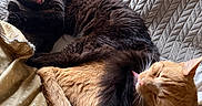Milo joined the competition — help win amazing prizes! animal, black_cat, blanket, cat, closeup, comfort, couch, cozy, cute, feline, fur, home, indoor, licking, orange_cat, pet, resting, sleepy, tail, yawning