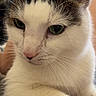 Apollo joined the competition — help win amazing prizes! animal, calm, cat, close_up, cute, domestic_animal, feline, fur, green_eyes, indoor, mammal, paw, pet, portrait, relaxed, resting, soft_light, tabby, whiskers, white_cat