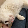 affection, animal, bracelets, carpet, cat, close_up, cozy, cute, domestic_animal, feline, food_bowl, fur, hand, indoor, jeans, lap, person, pet, tattoo, white_cat