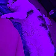 Apollo is registered to the contest to win money with this photo: animal, carpet, cat, companion, cozy, domestic, feline, fur, home, indoor, leg, lying_down, mammal, pet, purple_light, relaxing, resting, sleeping, soft_texture, whiskers