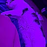 animal, carpet, cat, companion, cozy, domestic, feline, fur, home, indoor, leg, lying_down, mammal, pet, purple_light, relaxing, resting, sleeping, soft_texture, whiskers