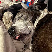 Hope joined the competition — help win amazing prizes! animal, bed, blanket, canine, close_up, comfort, cozy, cute, dog, ear, fur, indoor, nose, pet, pillow, portrait, relaxed, resting, sleeping, tongue_out