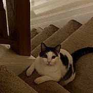Moo Moo is registered to the contest to win money with this photo: animal, black_spots, carpet, carpeted_stairs, cat, cozy, curious, domestic, feline, home, indoor, looking_up, pet, quiet, relaxed, resting, soft_lighting, stairs, white_cat, wooden_banister
