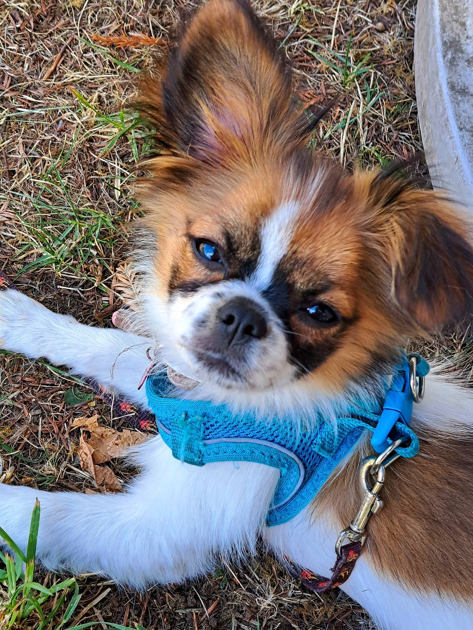 Annabelle is registered to the contest to win money with this photo: carnivore, collar, companion_dog, corgi_chihuahua, dog, dog_breed, dog_supply, electric_blue, fawn, fur, grass, liver, snout, terrestrial_animal, toy_dog, whiskers, working_animal