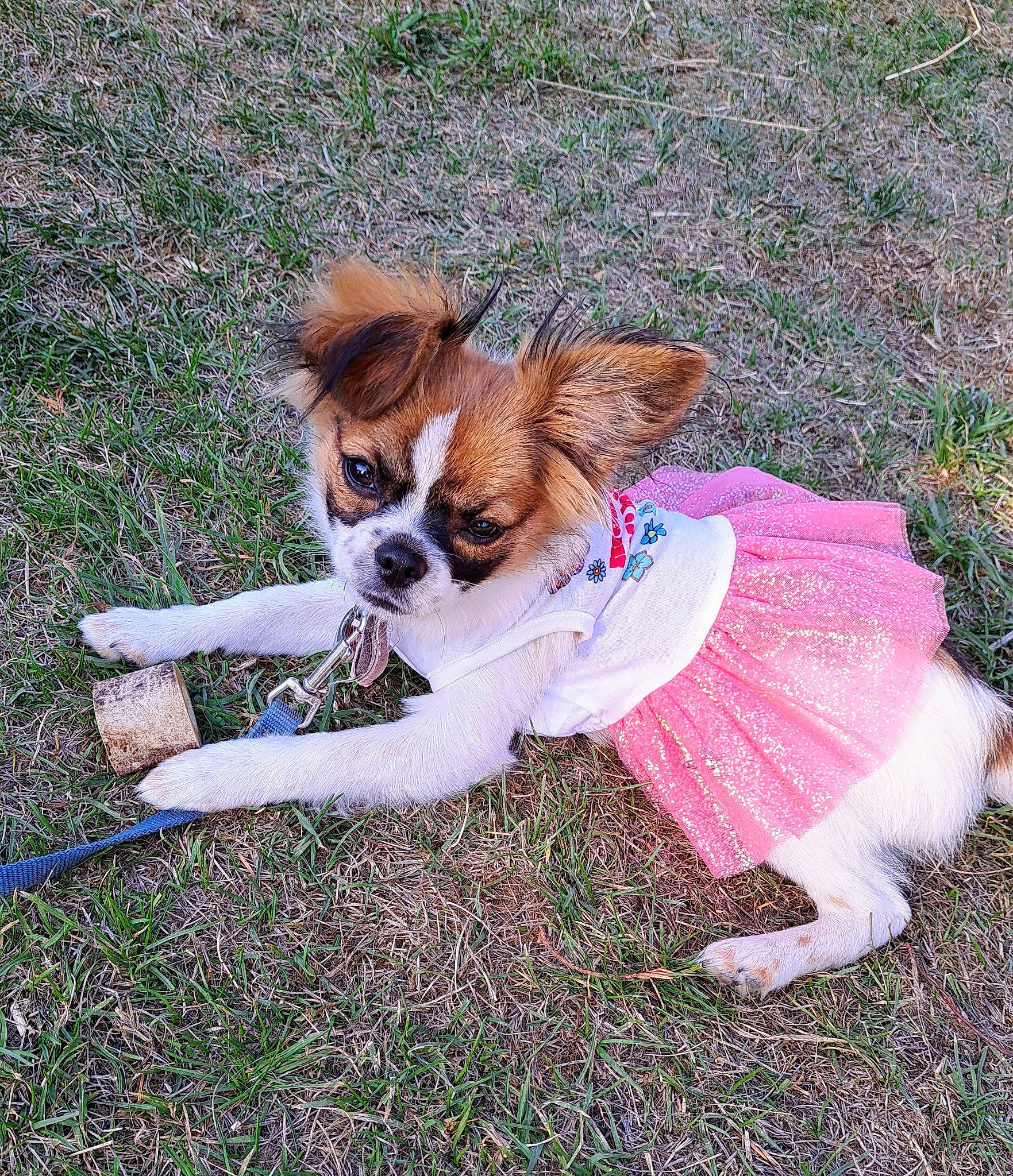 Annabelle joined the competition — help win amazing prizes! carnivore, chihuahua, collar, companion_dog, dog, dog_breed, dog_clothes, dog_collar, dog_supply, fawn, fur, grass, leash, pet_supply, plant, snout, tail, toy_dog, whiskers, working_animal