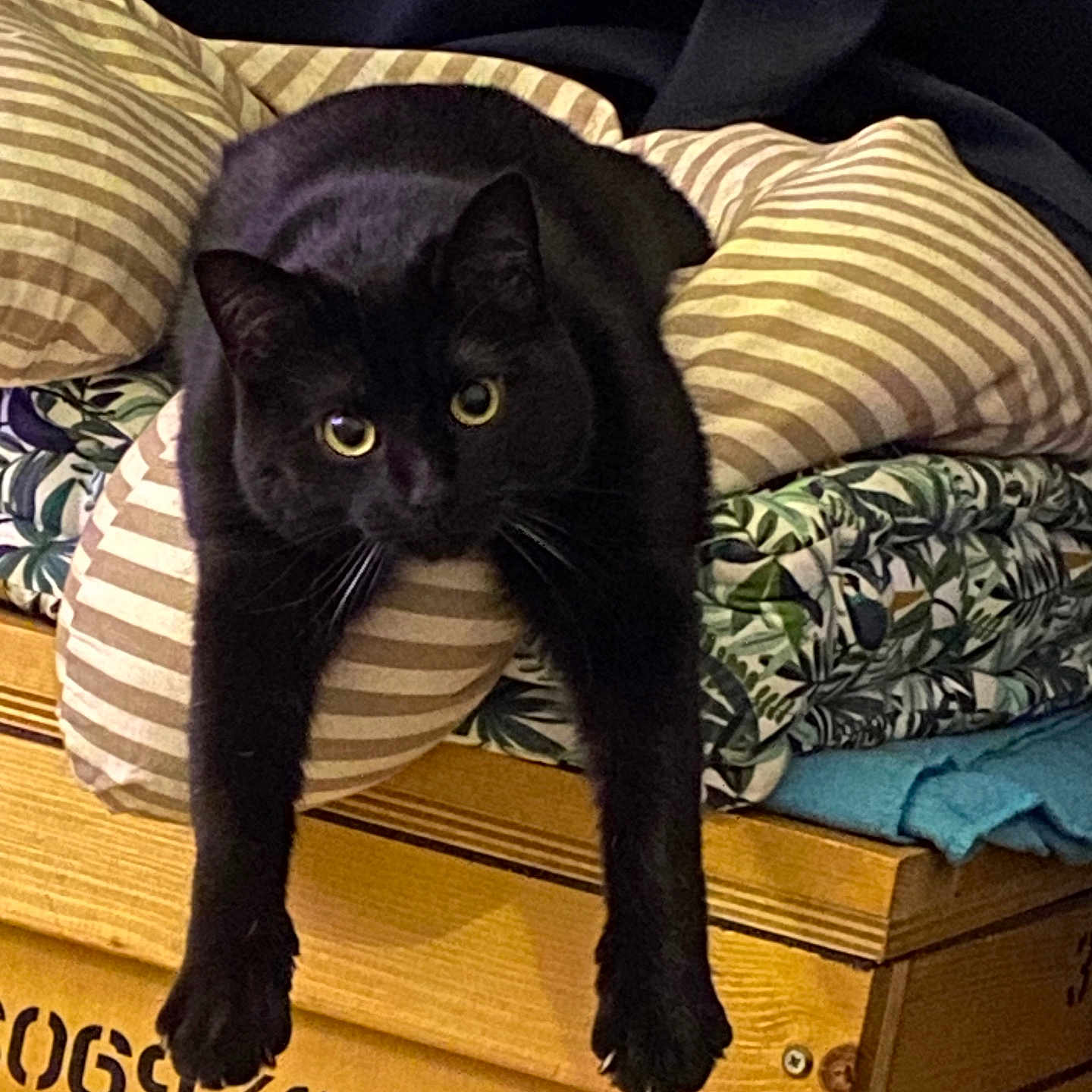 Cookie participe au concours pour gagner de l'argent avec cette photo : abyssinian, animal, bed, bedroom, blackcat, blanket, box, cat, couch, cushion, drawer, furniture, homedecor, indoors, kitten, manx, pet, plywood, quilt, room